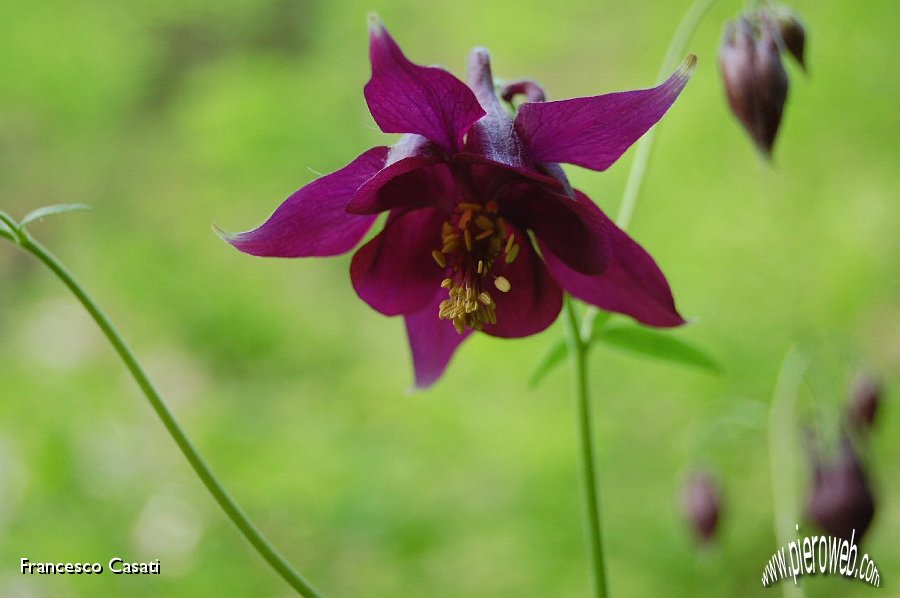 04 Aquilegia.jpg